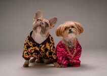 What Dog Owners Really Think About Designer Dog Fashion?